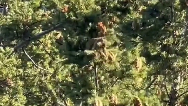 唉！比闹钟还灵……