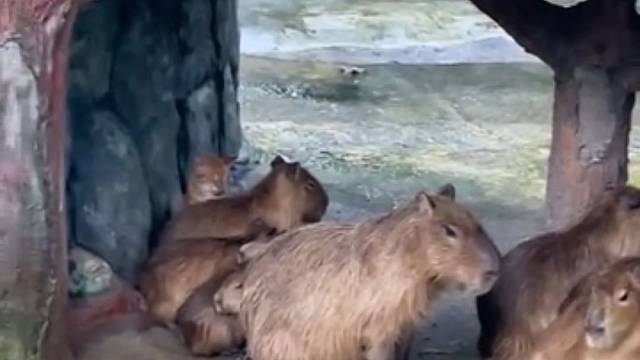 网友发现印度尼西亚国家动物园，有一只大橘混进了水豚围栏里和水豚们一起避雨，看起来大家相处得很好，