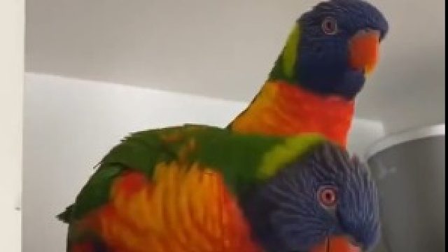 主人给爱蹦的小鹦鹉找了个伴，结果没几天