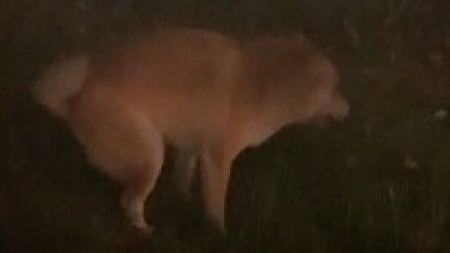 狗狗也有便秘的烦恼