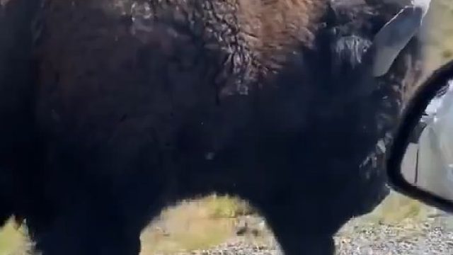 近距离感受下“牛魔王”