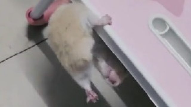 会空中翻跟斗的仓鼠