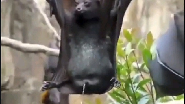 你见过蝙蝠尿尿吗