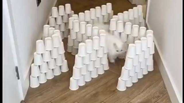 所以，你家猫咪要是打翻东西那肯定是故意的！