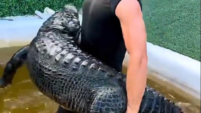 抓鱼了，一百多斤的大鱼