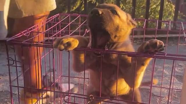 得哪啃哪，好奇心害小狗啊