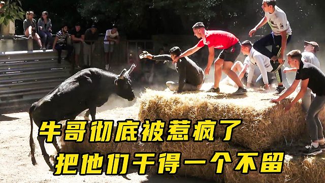 国外人牛大战挑战赛，牛哥彻底被逼疯了，把他们全部都干倒在地
