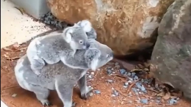 即使妈妈爬坡翻车也要紧紧抱住妈妈的考拉宝宝