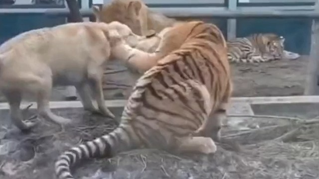 现在的狗子这么厉害