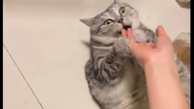 无力反抗的小猫...弱小愤怒且肥胖！