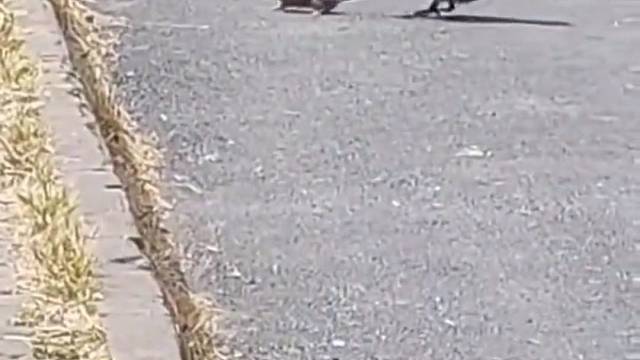 老鼠：这乌鸦是属狗的吧，太他妈狗了～