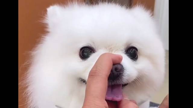 剪毛50，贵吗？