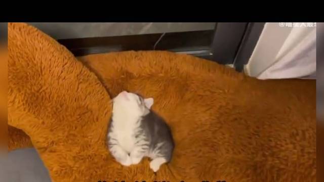 小奶猫奇奇怪怪的睡姿，不怕落枕吗？