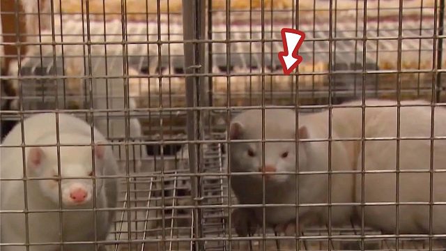 这种动物刚满一岁就要被“抽筋剥皮”，全程哀嚎不断，简直残忍！