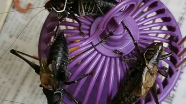 三个女人一台戏，三个雄蝈蝈比高低！