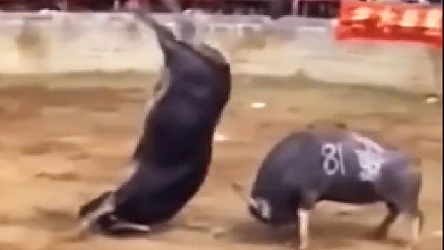 宝宝们的不解行为