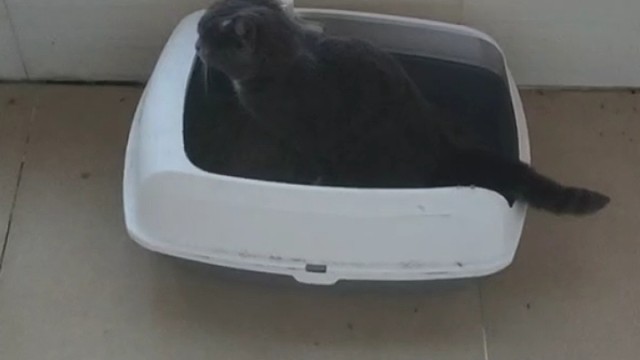 这个猫猫不会举报我吧？