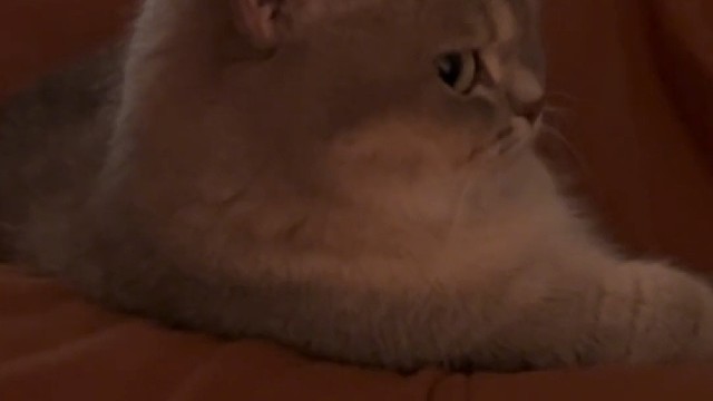 当我关掉我家猫正在看的电视