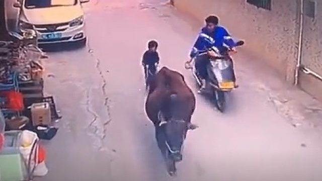 放牛这么多年 这是最尴尬的一天