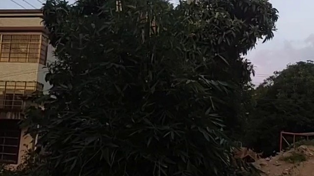 轻轻的。。。。。。小鸟