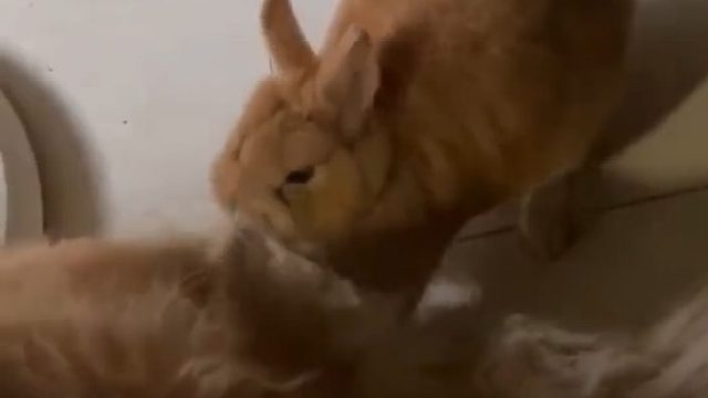 有母爱 但素质不高