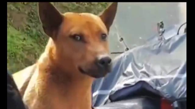 狗子坐车合辑，这太太可爱了！