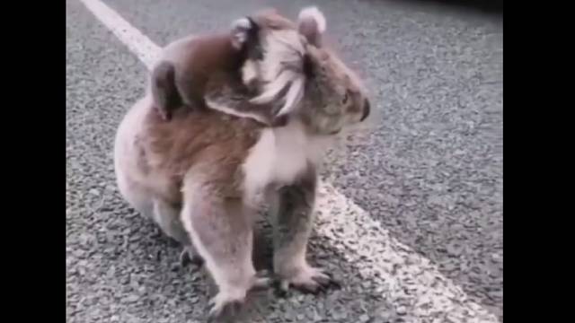 考拉妈妈把小考拉放背上从火场背出来，流浪了一路终获救！