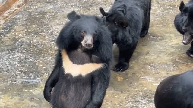 独立独行的熊
