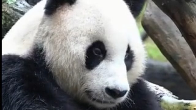 像极了  挠完了 还要闻一下