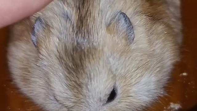 养仓鼠的绝望时刻