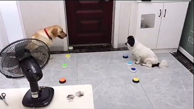 不要耽误了孩子，送它们去上学吧！