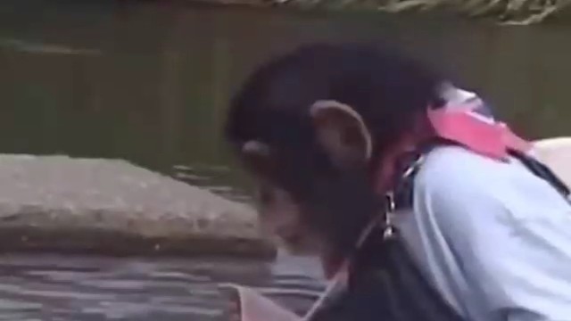 个子不大，还挺厉害的！