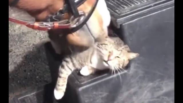 猫猫这么可爱，谁能拒绝呢！