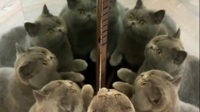 这到底是几只猫呢