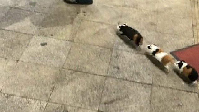 不牵绳，人伤狗咋办？