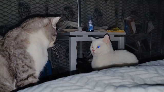 打架吗？怀疑喵生的那种