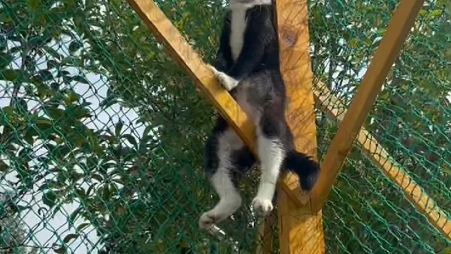 哪家的大佬，这姿势