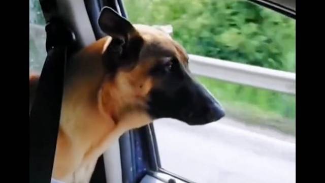 狗狗路怒症有点严重啊