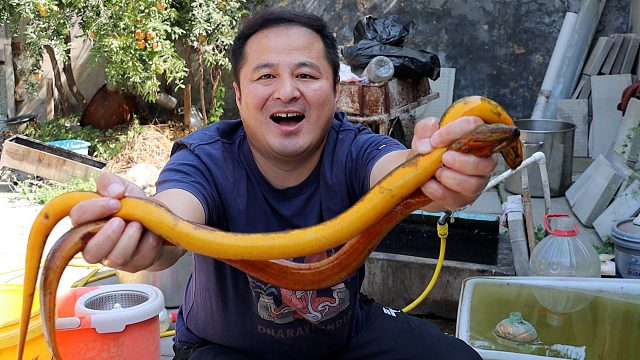 320元买了两条巨无霸大鳝鱼，做个“红烧鳝鱼”，肉质鲜美无比