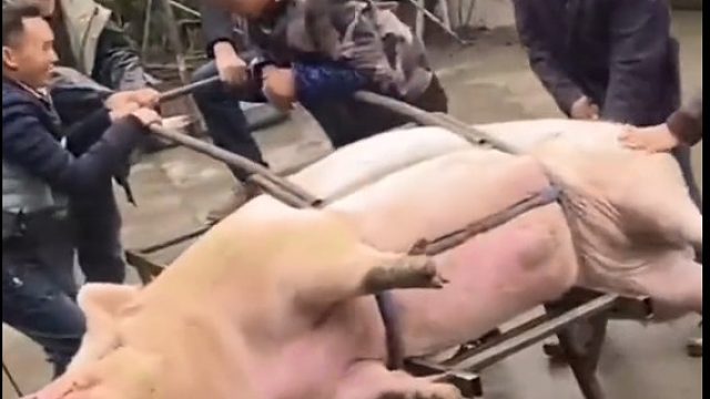 一只看淡红尘的猪