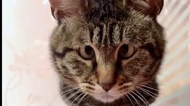 遇到这么个主人，猫咪表示很无奈 ：笑什么？？