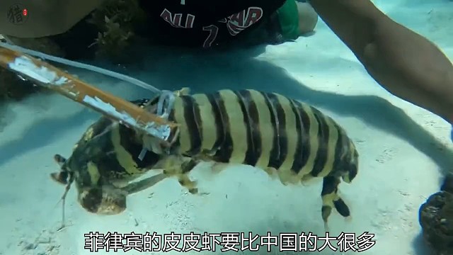 据说这里的皮皮虾都一米长