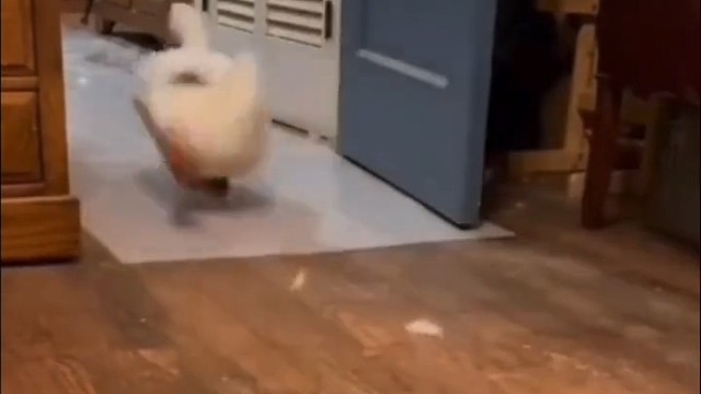 忙碌的鸭鸭……