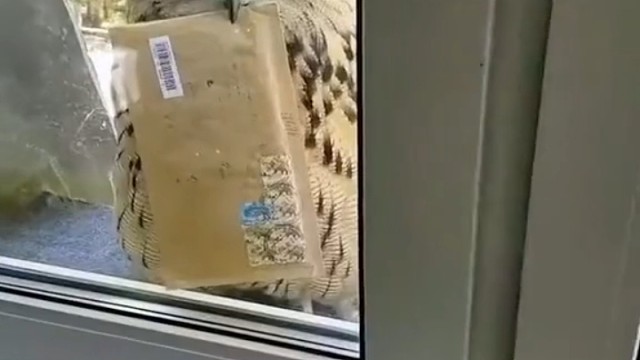 猫头鹰:到付，谢谢！