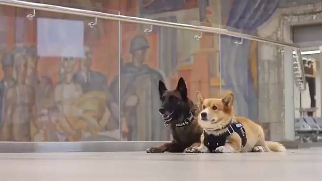 没有困难的工作，只有努力的狗勾！柯基当起警犬也是很厉害的喔！