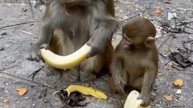 小猴子：我肯定是妈妈从垃圾桶捡来的