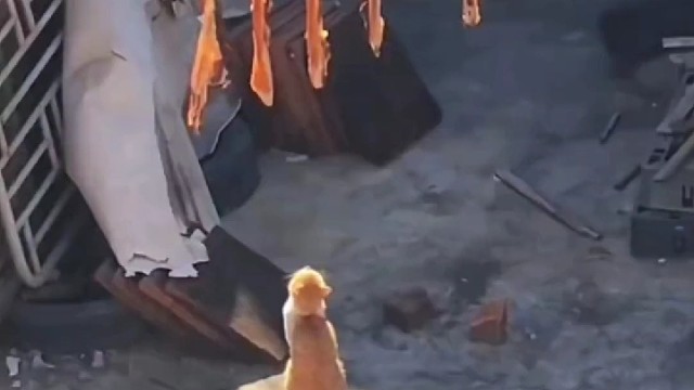 猫：自律！自律！自律！