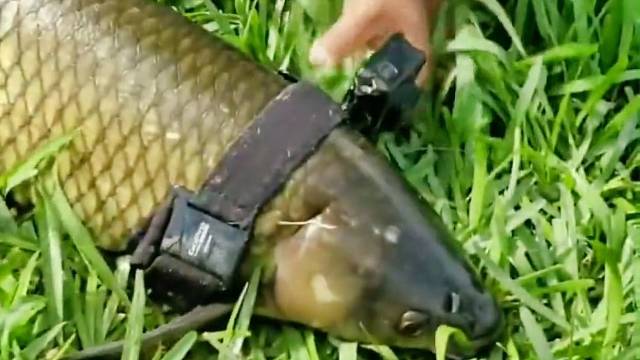 给大草鱼装上运动相机，没想到水下世界这么美！