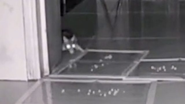 女子买了100多张粘鼠板却一只老鼠都没有粘到