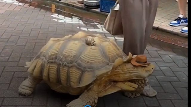 老爷爷每天都配乌龟散步，背上还有一只小的，遇到台阶爷爷就帮它上去